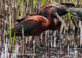 Glossy Ibis 5678.jpg