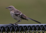 Northern Mockingbird (juvenile) 5872.jpg