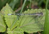 Familiar Bluet (male) 5906.jpg