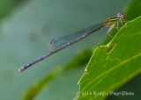 unidentified Bluet? (female) 5909.jpg