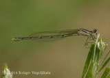 Familiar Bluet (female) 5922.jpg