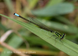 Eastern Forktail (male) 5923.jpg