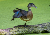 Wood Duck (juvenile male) 6111.jpg