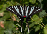 Zebra Swallowtail 6148.jpg