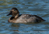 Canvasback (female)1109.jpg