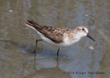 Semipalmated Sandpiper 7564.jpg