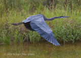 Great Blue Heron 7711.jpg