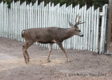 Mule Deer (6)