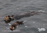 Sea Otters 8311.jpg
