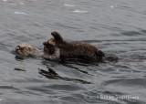 Sea Otters 8320.jpg