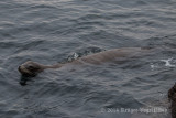 California Sea Lion 8422.jpg