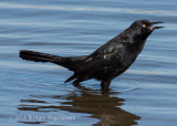 Great-tailed Grackle 8729.jpg