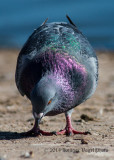 Rock Pigeon 8706.jpg