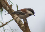 Chestnut-backed Chickadee 8512.jpg