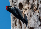 Acorn Woodpecker 8831.jpg