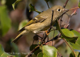 Ruby-crowned Kinglet 8999.jpg