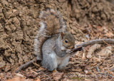 Eastern Gray Squirrel 9654.jpg