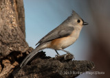 Tufted Titmouse 0178.jpg