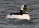 Bufflehead (male) 0586.jpg