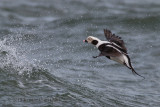 Long-tailed Duck (male) 2141.jpg