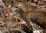 Red-tailed Hawk 3166.jpg