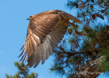 Red-tailed Hawk 3216.jpg