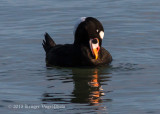 Surf Scoter (male) 2234.jpg