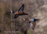 Blue-winged Teals 3449.jpg