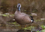 Blue-winged Teal (male) 3502.jpg