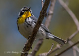 Yellow-throated Warbler 3842.jpg