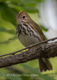 Ovenbird 9866.jpg