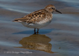 Least Sandpiper 0236.jpg