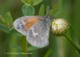 Common Ringlet 1042.jpg