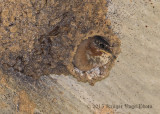 Cliff Swallow (fledgling) 1357.jpg