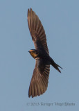 Barn Swallow 1667.jpg