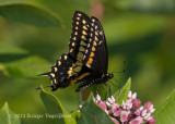 Black Swallowtail (male) 2578.jpg
