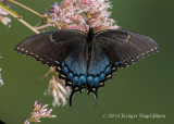 Black Swallowtail (female) .jpg