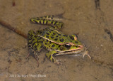Northern Leopard Frog 2885.jpg