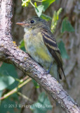 Yellow-bellied Flycatcher 3342.jpg