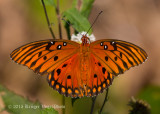 Gulf Fritillary 3720.jpg