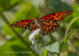 Gulf Fritillary 3732.jpg