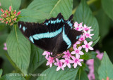 Blue-banded Swallowtail 9813.jpg