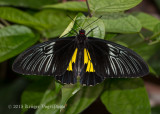 Common Birdwing 9887.jpg