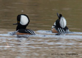 Hooded Mergansers 0618.jpg