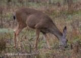 Mule Deer (doe) 2590.jpg