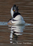 Hooded Merganser (male) 2804.jpg