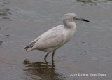 Little Blue Heron (juvenile) 1399.jpg