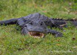 American Alligator 1310.jpg