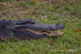 American Alligator 1313.jpg