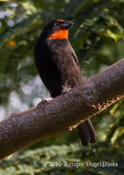 Lesser Antillean Bullfinch (male) 0203.jpg